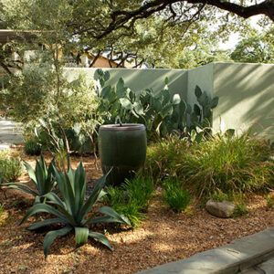 Cactus garden in a residential setting