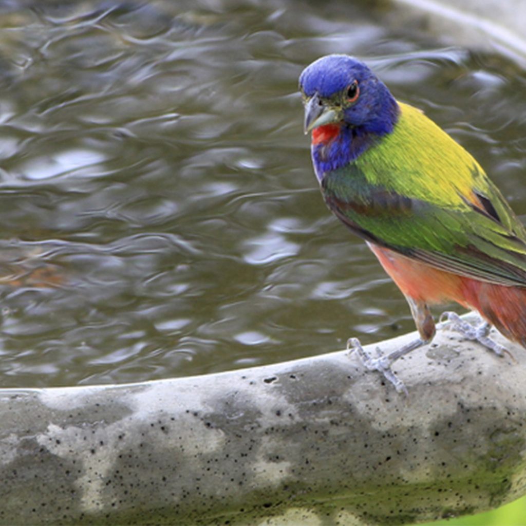 Painted Bunting at Birdbath