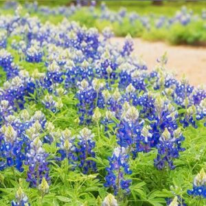 Texas bluebonnet flowers on a pathway in spring