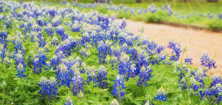 Texas bluebonnet flowers on a pathway in spring