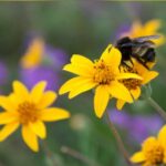 Banner for pollinator patches and pocket prairies