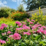 Heat-tolerant plants blooming in summer heat at the San Antonio Botanical Garden.