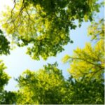 Green tree leaves silhouetted against blue sky