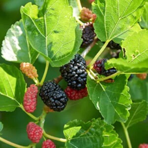 Red and dark purple mulberry fruits amid green leaves