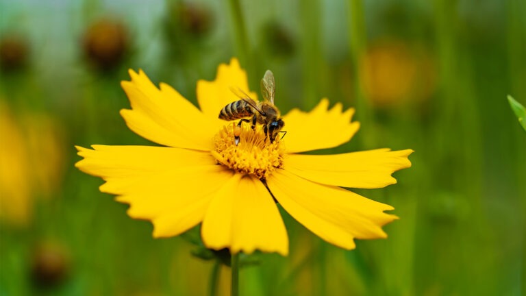 coreopsis bee