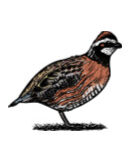 Bexar Audubon Society quail banner