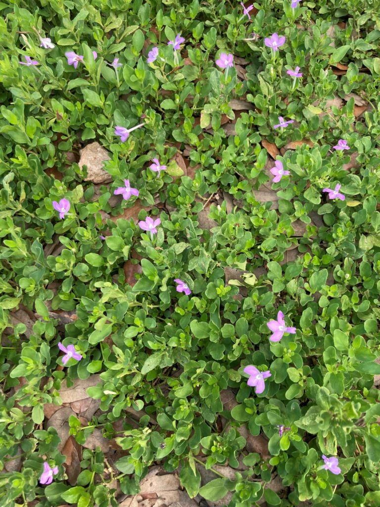 Purple flowers of Gregg's tubetongue - false honeysuckle plant in August 2024