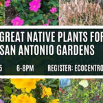 Banner for Eco Centro 25 Great Native Plants class