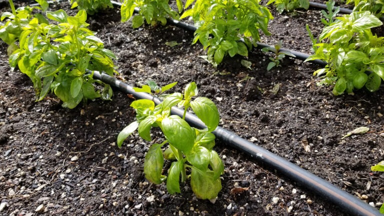 basil drip irrigation