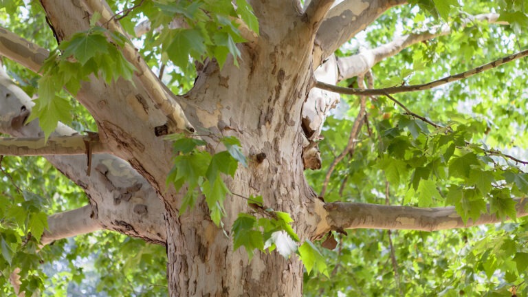 sycamore tree