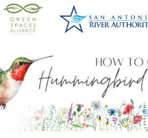 Banner for How to create a hummingbird haven