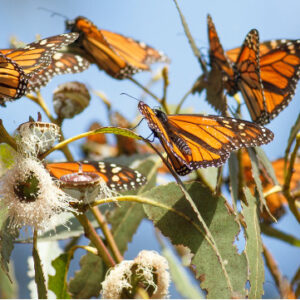 Monarch butterflies perching on white flowers