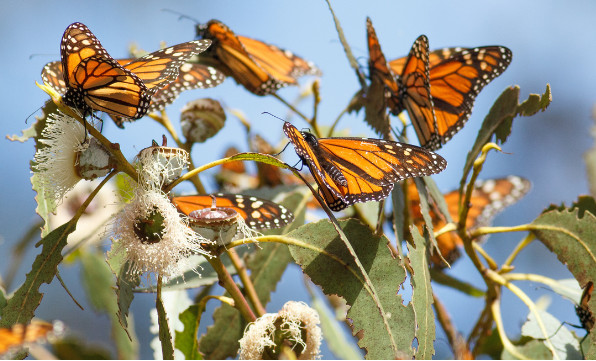 Monarch butterflies perching on white flowers