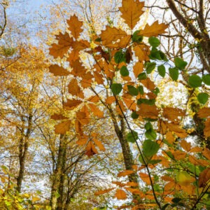 Fall leaves showing green and gold colors