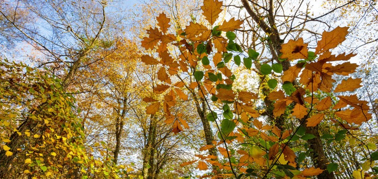 Fall leaves showing green and gold colors