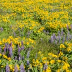 Golden and purple flowers in a sunny meadow