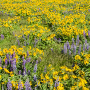 Golden and purple flowers in a sunny meadow