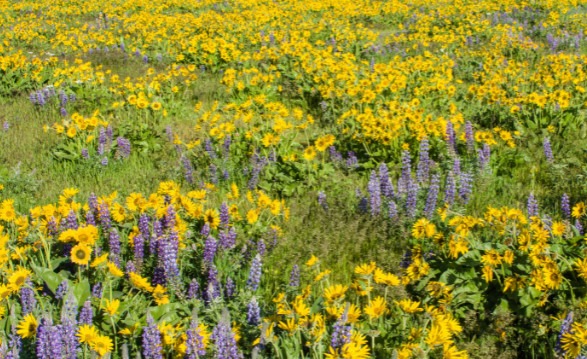 Golden and purple flowers in a sunny meadow