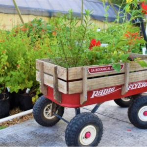 Radio flyer red wagon stuffed with watersaver plants