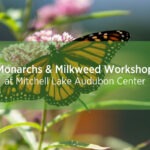 Monarch butterfly on milkweed flower