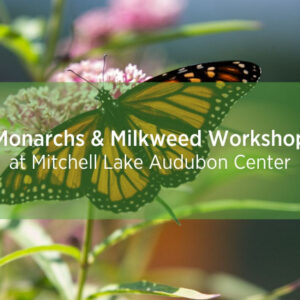 Monarch butterfly on milkweed flower