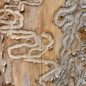 emerald ash borer tracks in a dead tree trunk