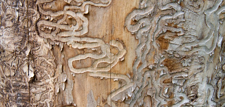 emerald ash borer tracks in a dead tree trunk