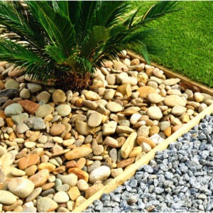 Sago palm planted with river rock and black beach pebbles