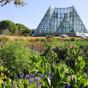 San Antonio Botanical Gardens Conservatory greenhouse with spring wildflowers