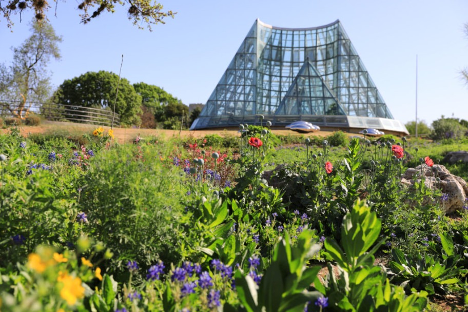 San Antonio Botanical Gardens Conservatory greenhouse with spring wildflowers