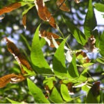 Pecan leaf turning brown