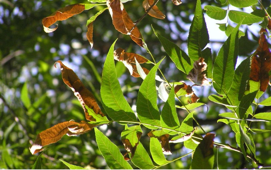 Pecan leaf turning brown