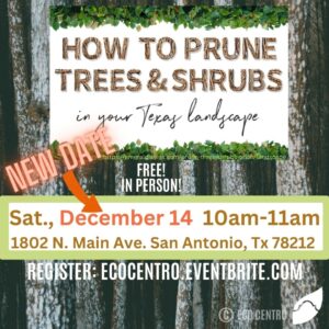 Banner for How to Prune Trees & Shrubs 12-14-2024