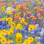 Bluebonnets and paintbrushes and other wildflowers on a spring Texas roadside