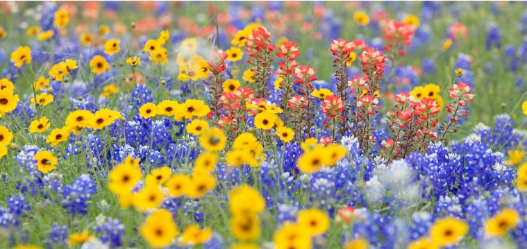 Bluebonnets and paintbrushes and other wildflowers on a spring Texas roadside