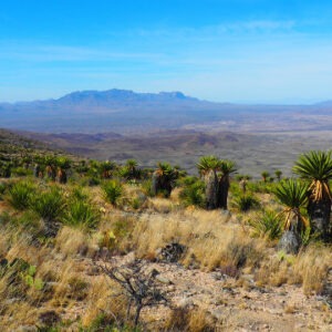 View of Texas mountains and grasslands, for Texas Flora by EcoRegion series