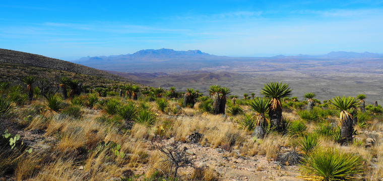 View of Texas mountains and grasslands, for Texas Flora by EcoRegion series