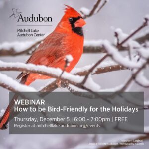 Cardinal redbird on a snowy branch