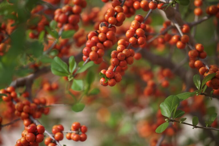 Possumhaw berries in spring