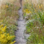 Native grasses and yellow flowers along a narrow prairie trail