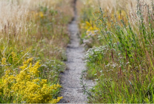 Native grasses and yellow flowers along a narrow prairie trail