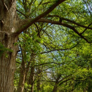 Cypress tree trunks, branches and leaves