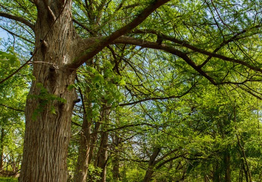 Cypress tree trunks, branches and leaves