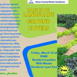 Banner for Basics of Groundcovers.