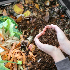 Hands cupping fresh compost in a vegetable compost bin