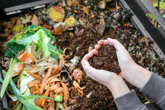 Hands cupping fresh compost in a vegetable compost bin