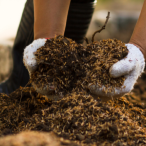 Gloved hands placing mulch in a garden bed