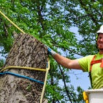 Arborist fastening ropes on a tree.