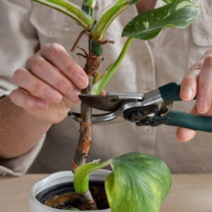 Cuttings being taken from a plant during a greenhouse demonstration