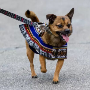 Well-dressed pup enjoying a car-free walk along the Síclovía route.